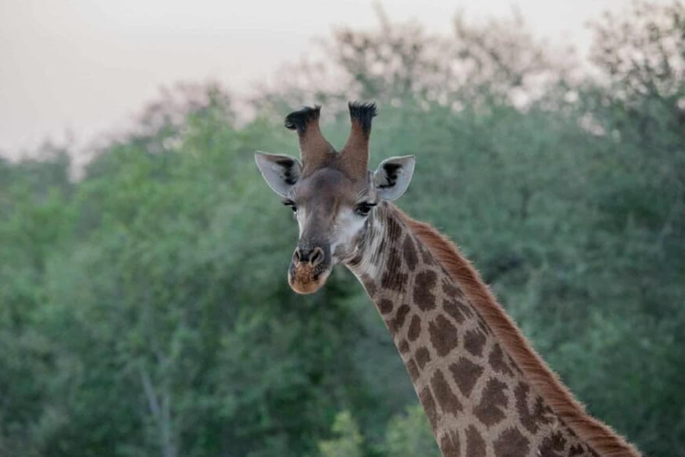 A giraffe with distinctive ossicones stands in front of a lush, green background.