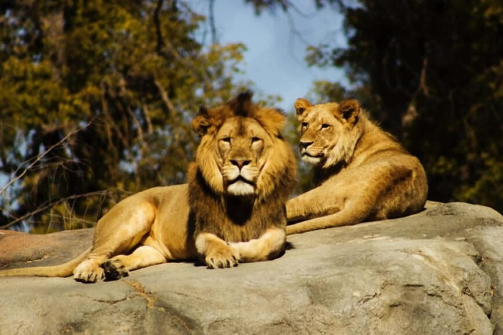 A male and female lion lounging on a rocky surface.