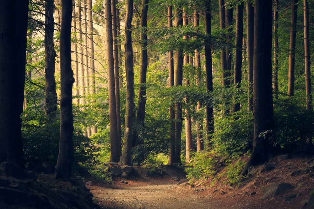 A serene forest path surrounded by tall trees and lush foliage.