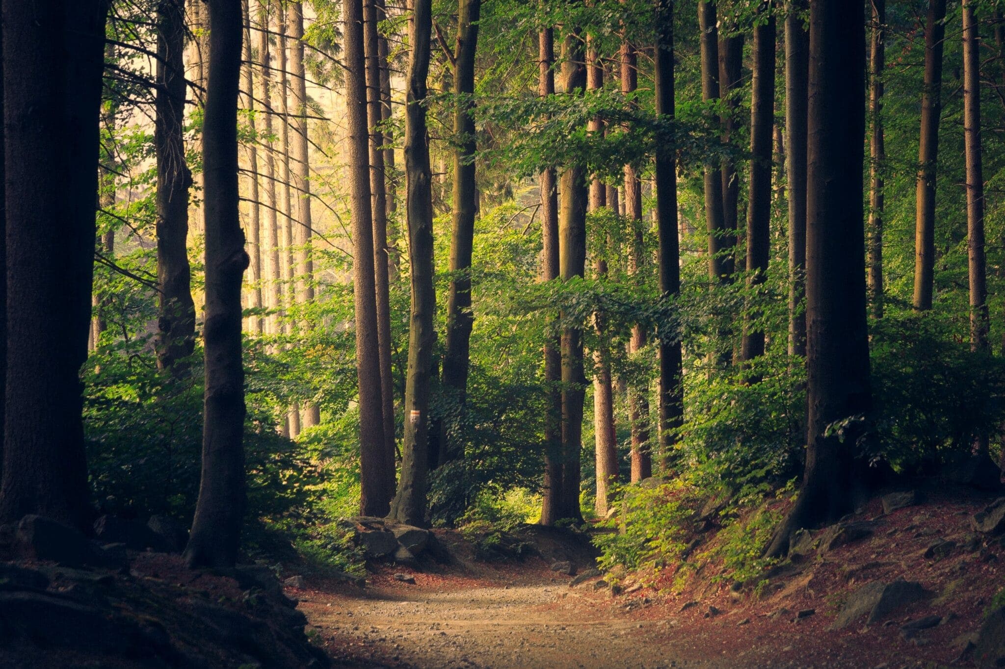 A narrow path winding through a lush green forest with tall trees. A narrow path winding through a lush green forest with tall trees.