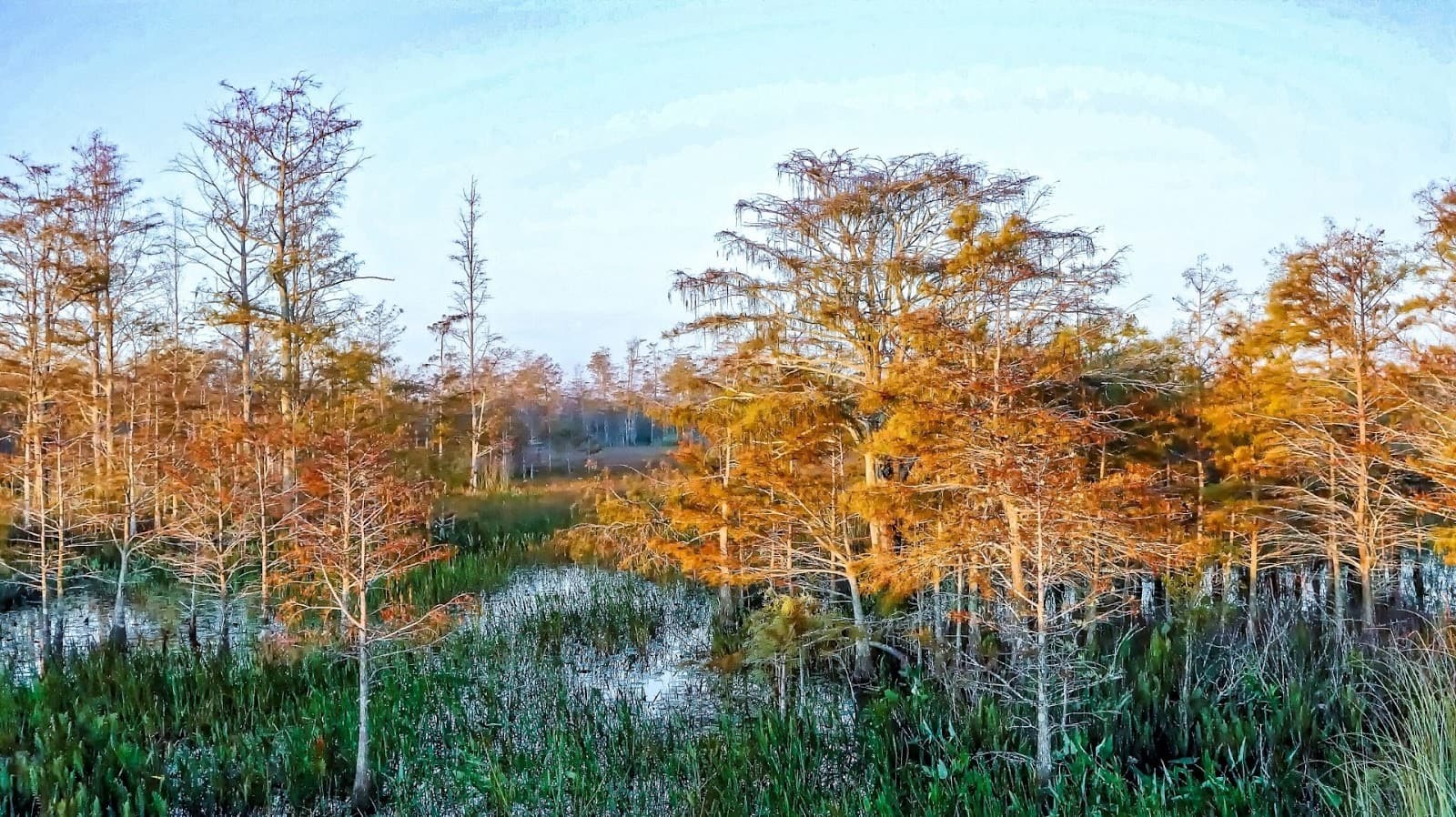A serene wetland landscape featuring cypress trees in autumn colors.