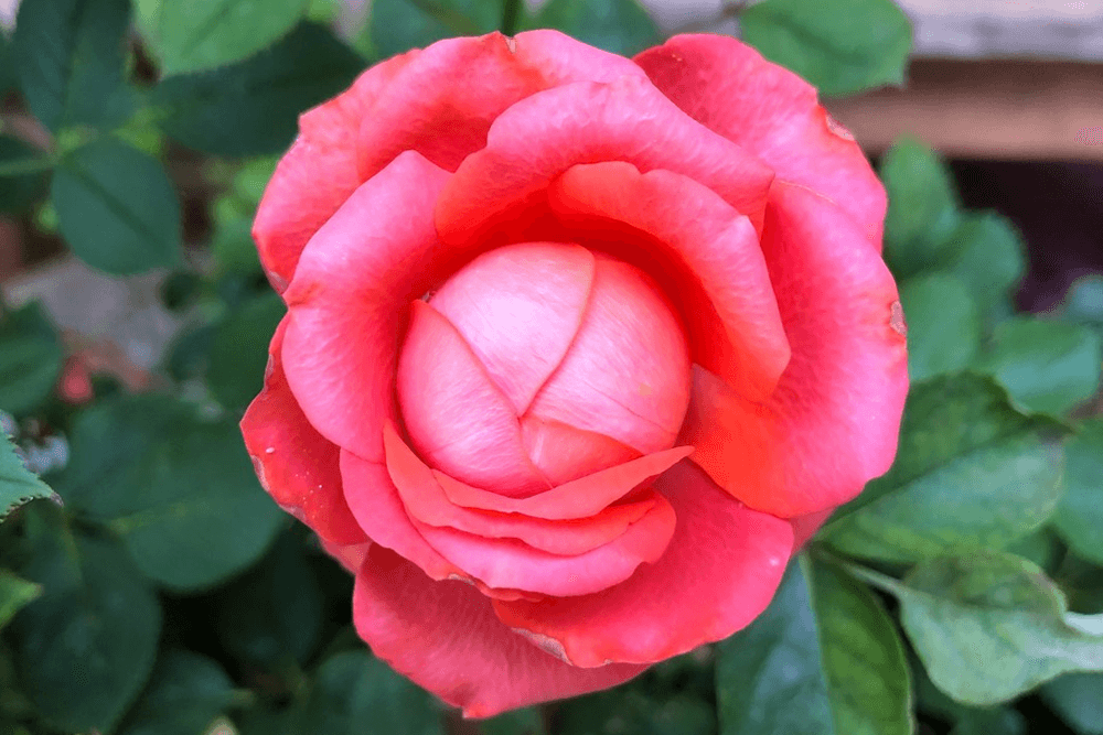 A vibrant pink rose blooms surrounded by green leaves.