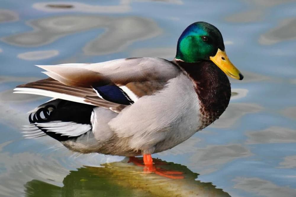 A male mallard duck standing on the water's surface.