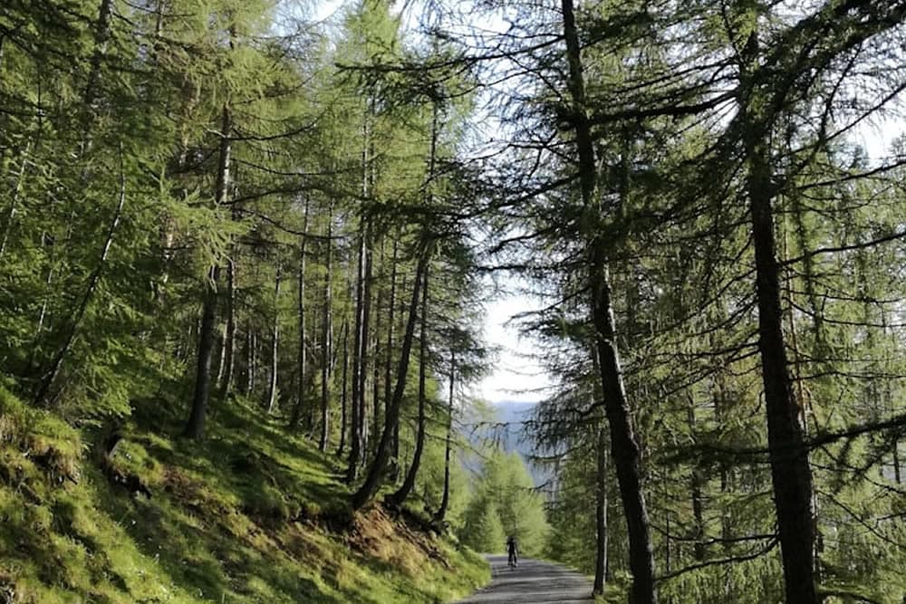A cyclist rides along a winding path surrounded by tall, green trees.