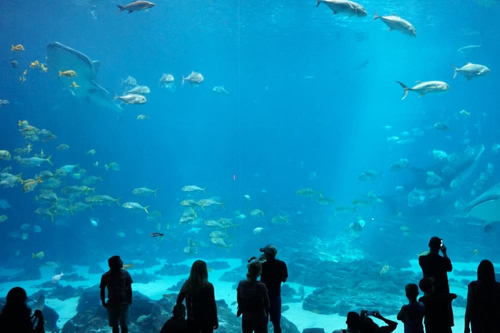 A group of people observes a large aquarium filled with various fish.