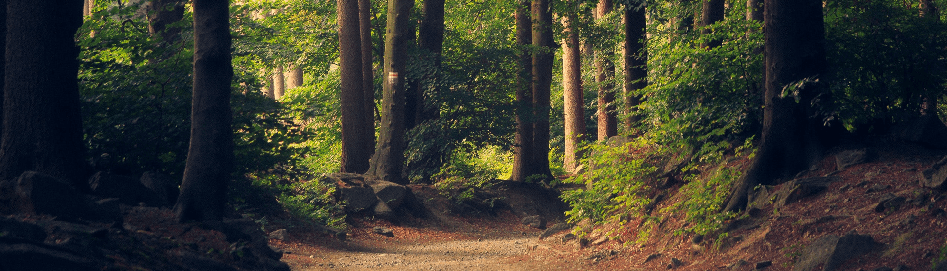 A winding path through a lush green forest with tall trees and rocks.