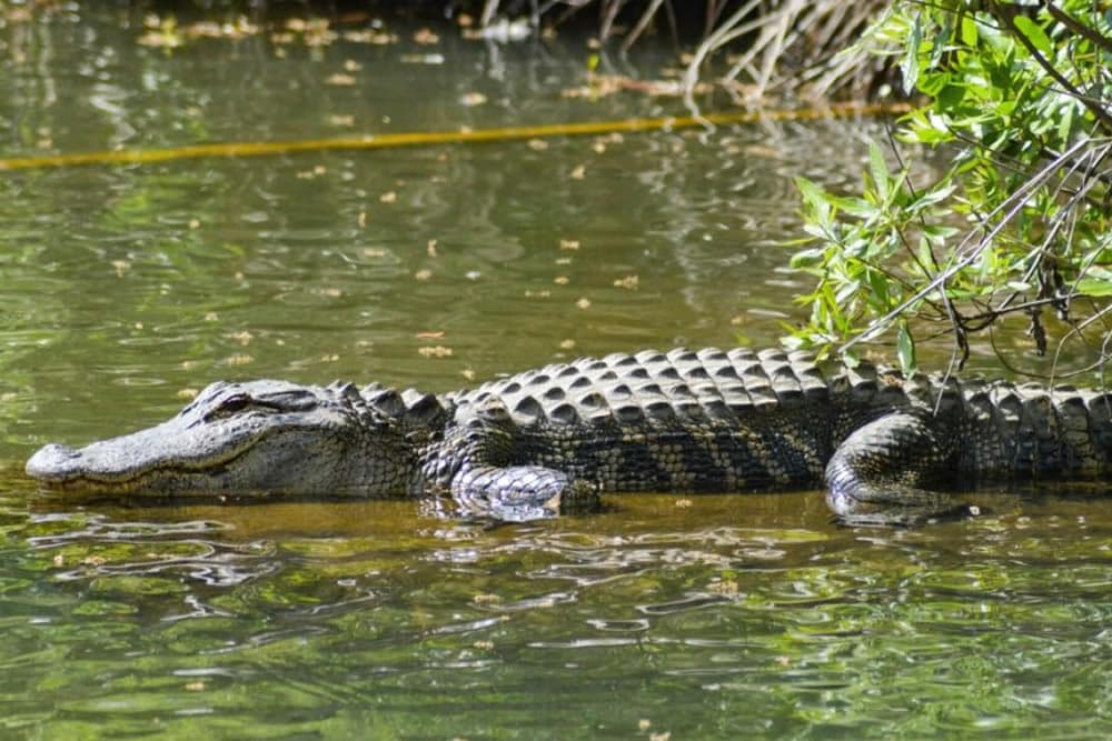A crocodile rests partially submerged in calm water near greenery.