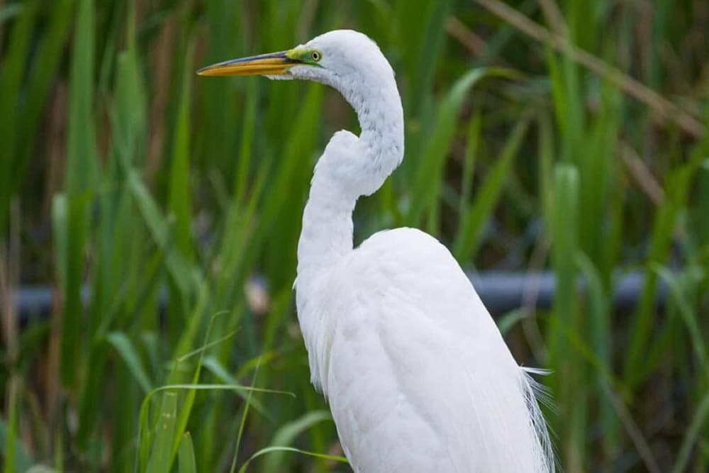 A white heron stands gracefully amidst tall green grass.