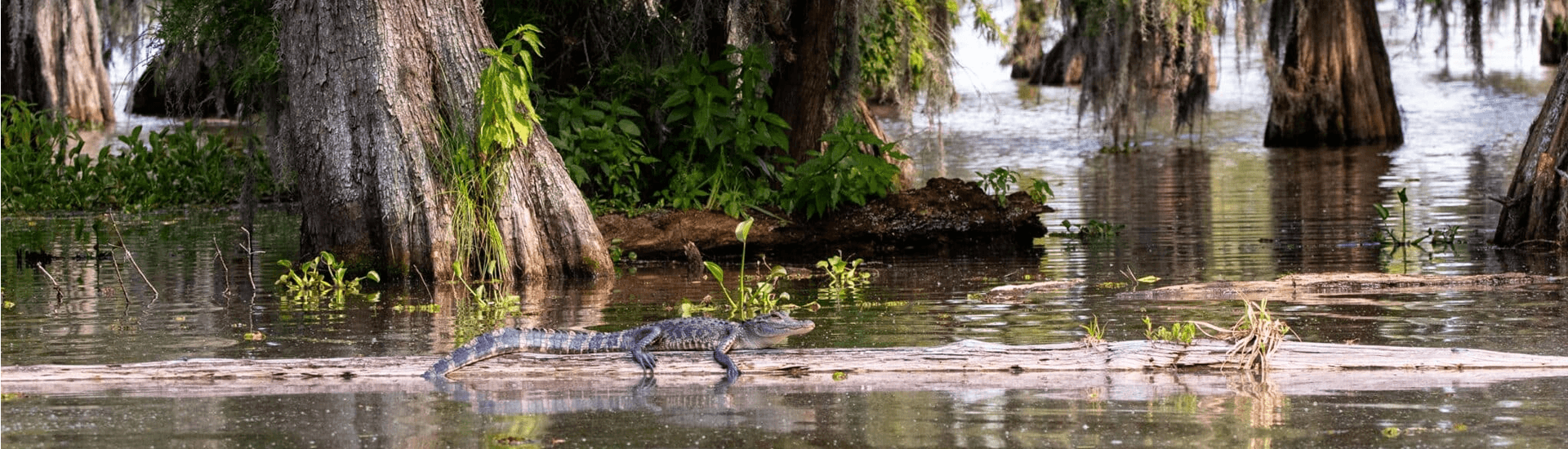 An alligator sunbasks on a log in a lush, watery landscape.