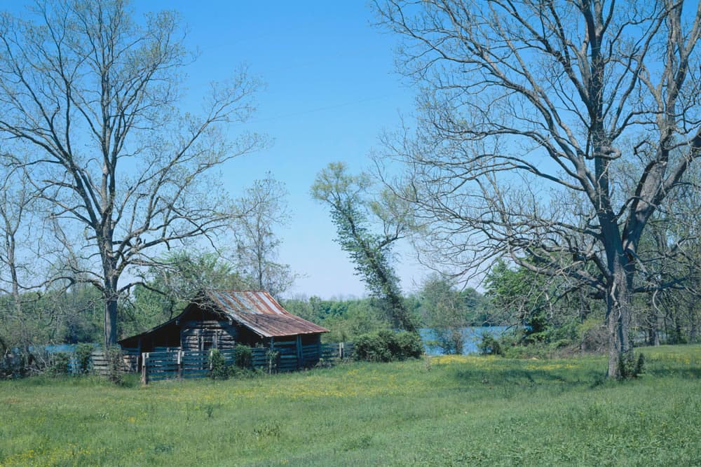 A rustic cabin surrounded by bare trees and green grass by a calm water body under a clear blue sky.