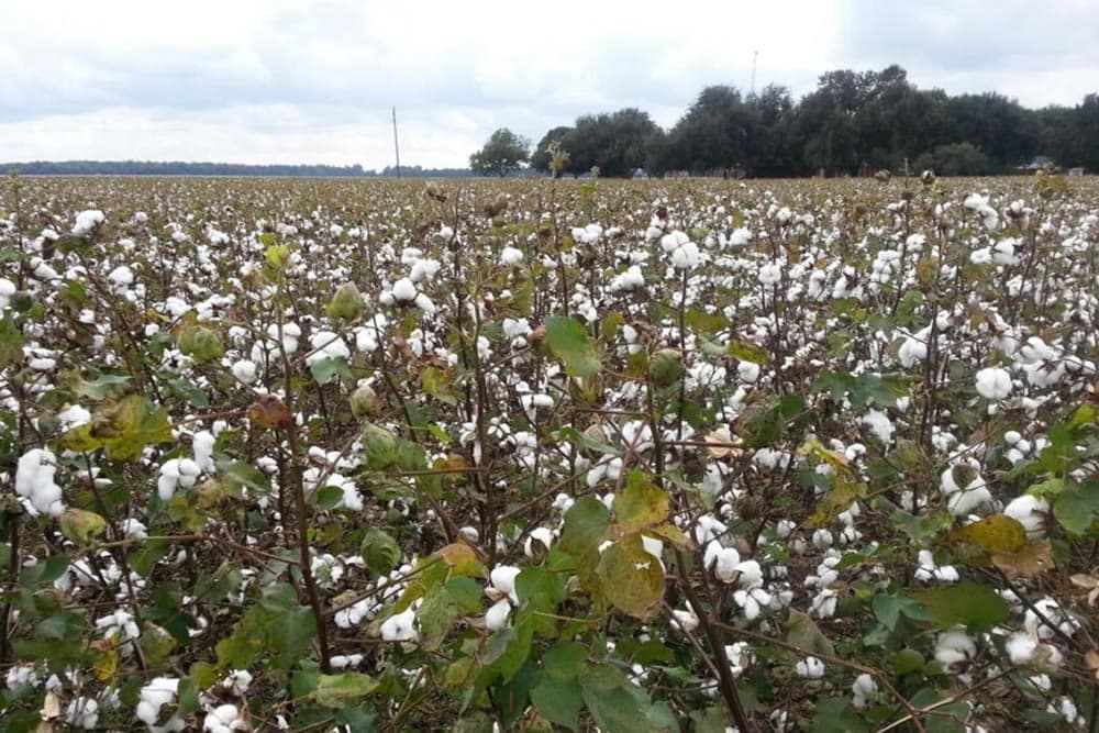 A cotton field filled with white cotton blooms under a cloudy sky.