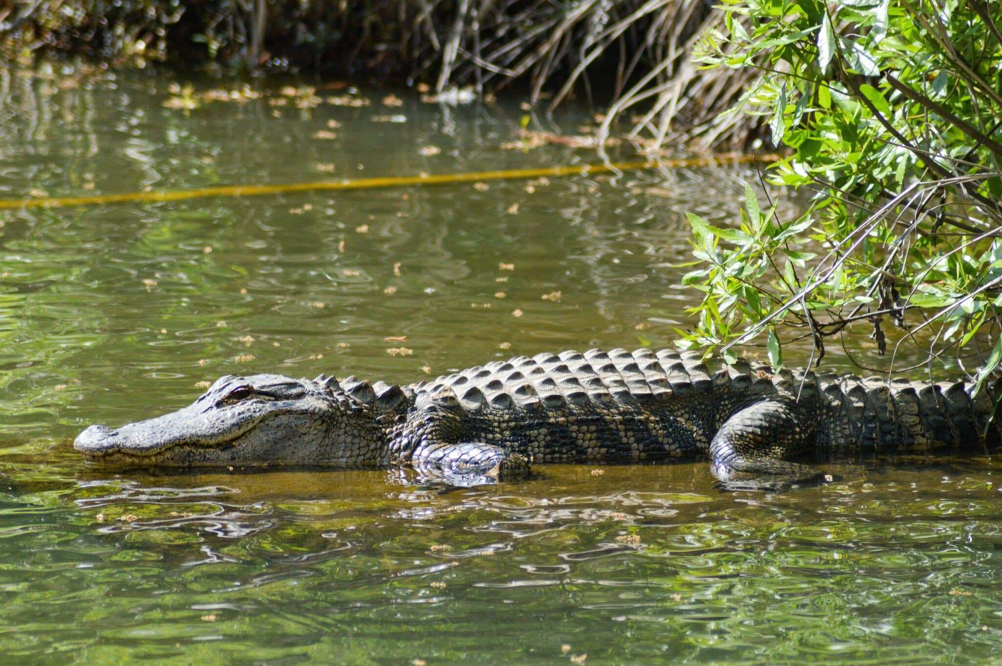 A crocodile rests partially submerged in calm water near the shore. A crocodile rests partially submerged in calm water near the shore.