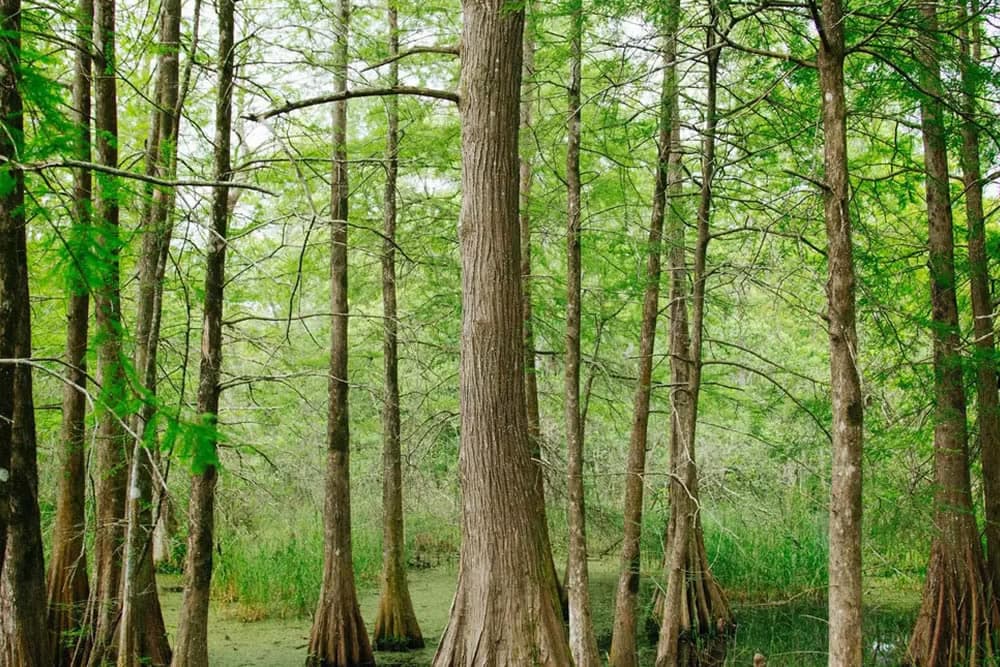 A dense cypress swamp with tall trees and green foliage.