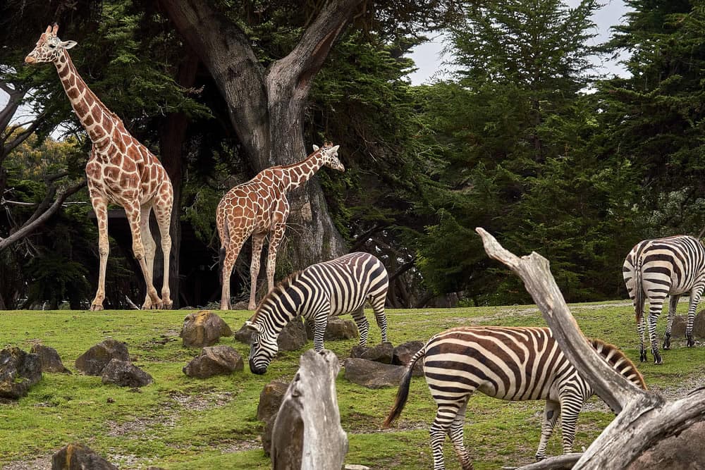 Giraffes and zebras graze on lush green grass beneath leafy trees.
