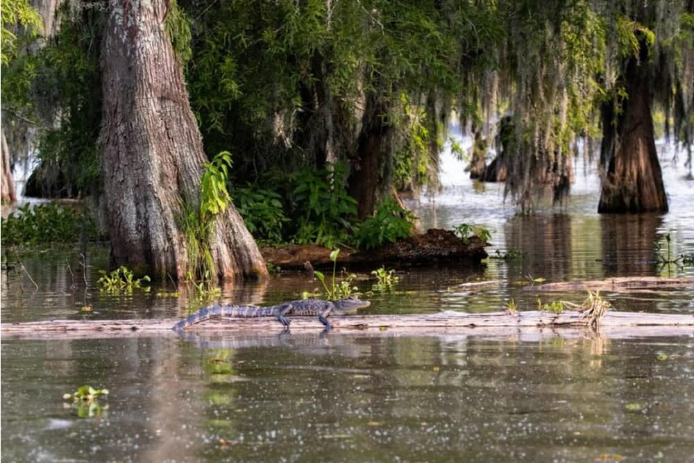 An alligator on a log in a serene, lush wetland.
