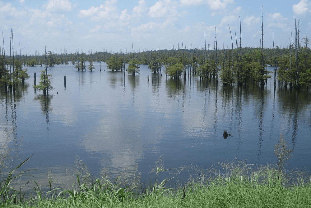 A serene wetland landscape with scattered trees and tall stumps reflected in calm water under a blue sky.