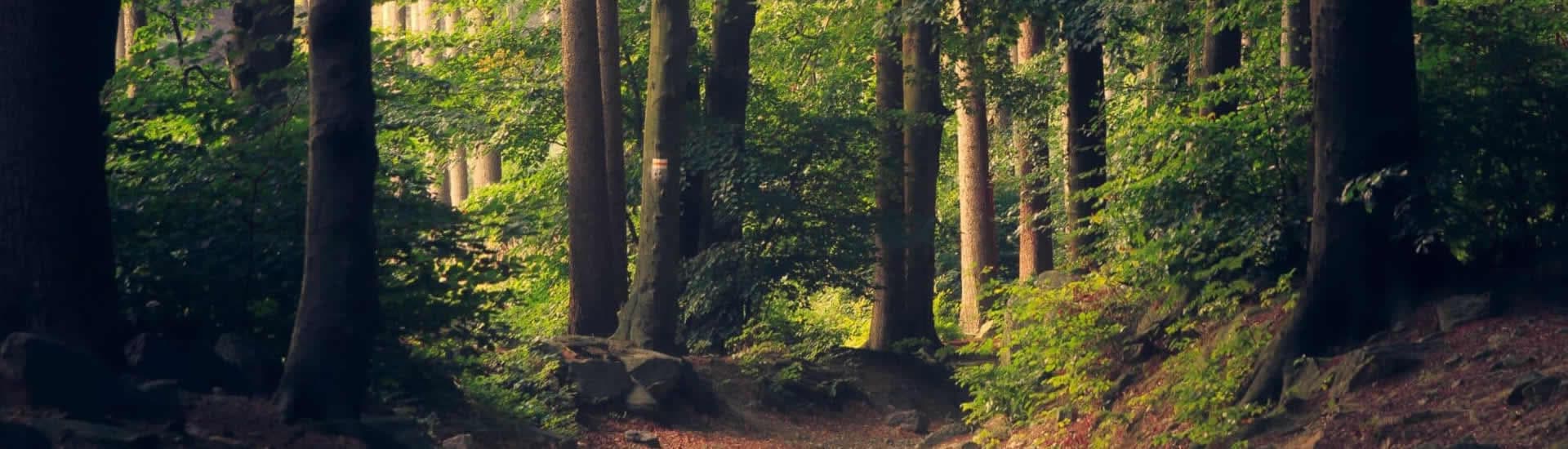 A serene forest path surrounded by lush greenery and tall trees.