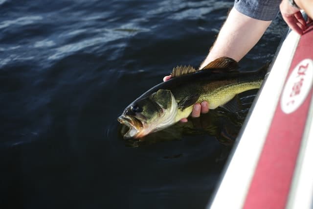 A person holds a large bass fish above the water.