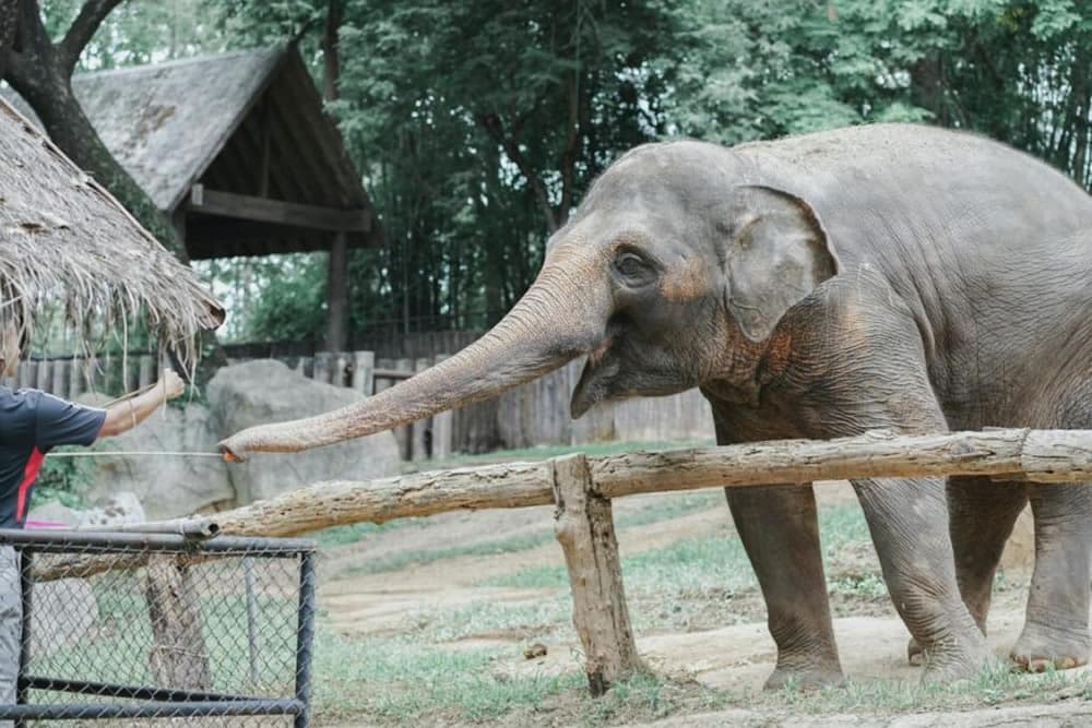 A person interacts with an elephant at a zoo.