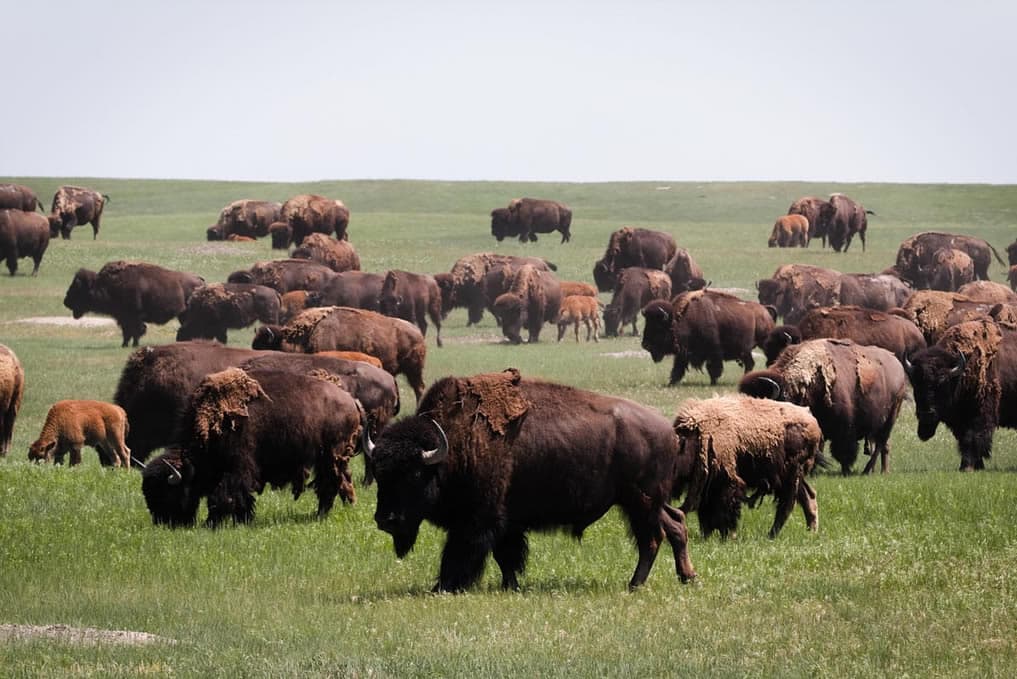 A large herd of bison grazes on green grass in a wide-open field.
