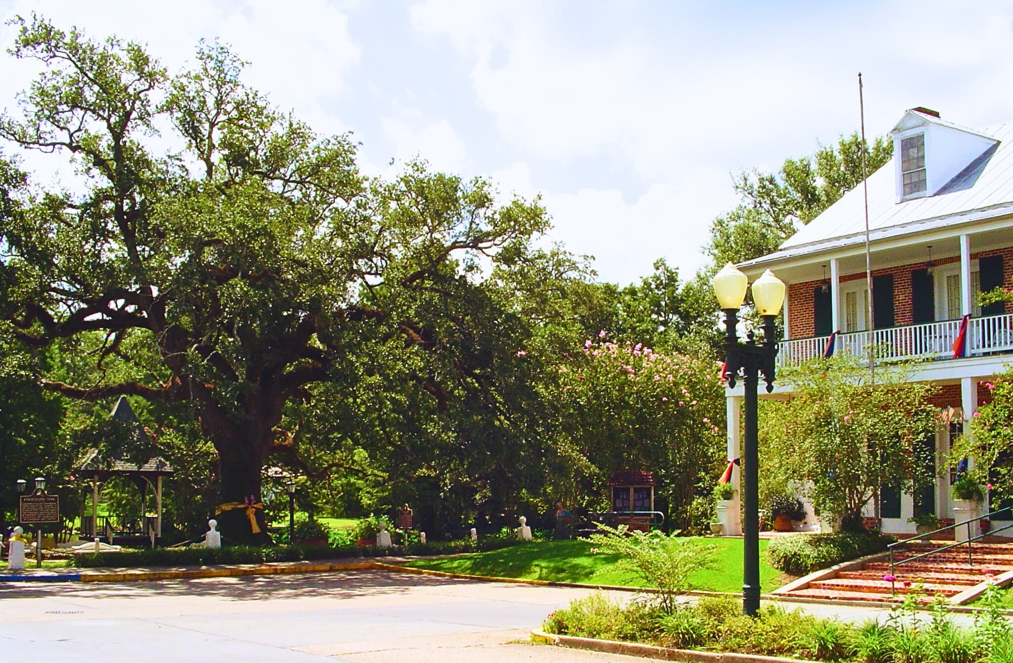 Old Castillo Evangeline Oak