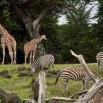 Giraffes on green lawn