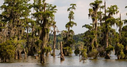 Green Cypress trees in water in swamp